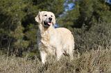 GOLDEN RETRIEVER 502
